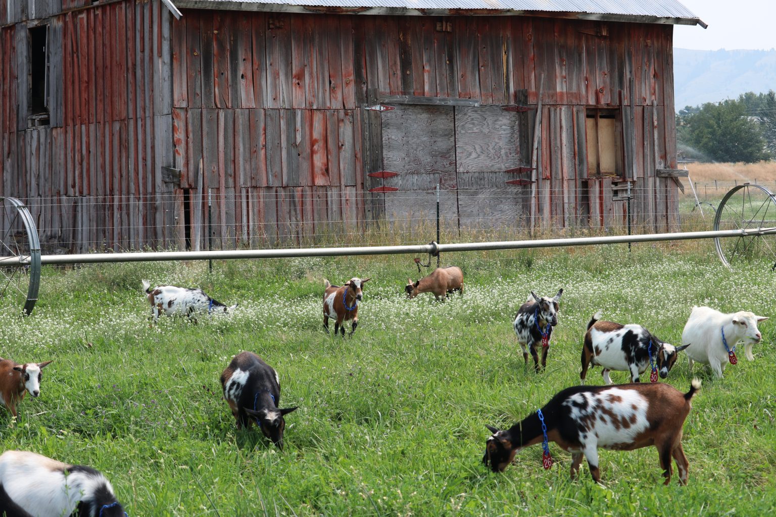 How to Increase Milk Production in Goats Backyard Goats